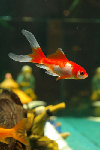 How to Create a Stress-Free Environment for Your Fish (Nano Aquarium)
