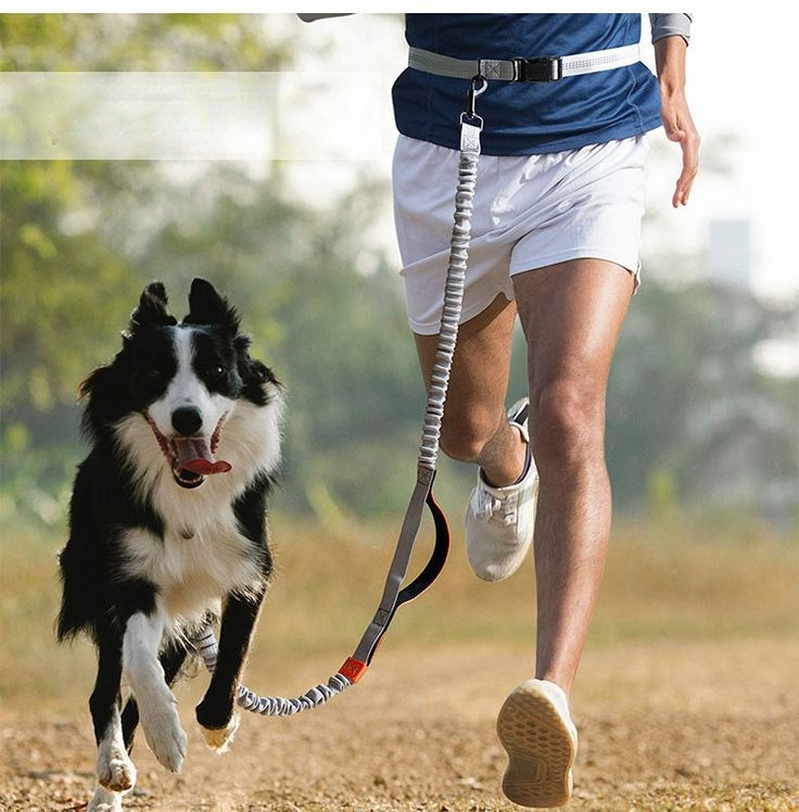 Essential Equipment and Supplies for Training Your Dog Like a Pro