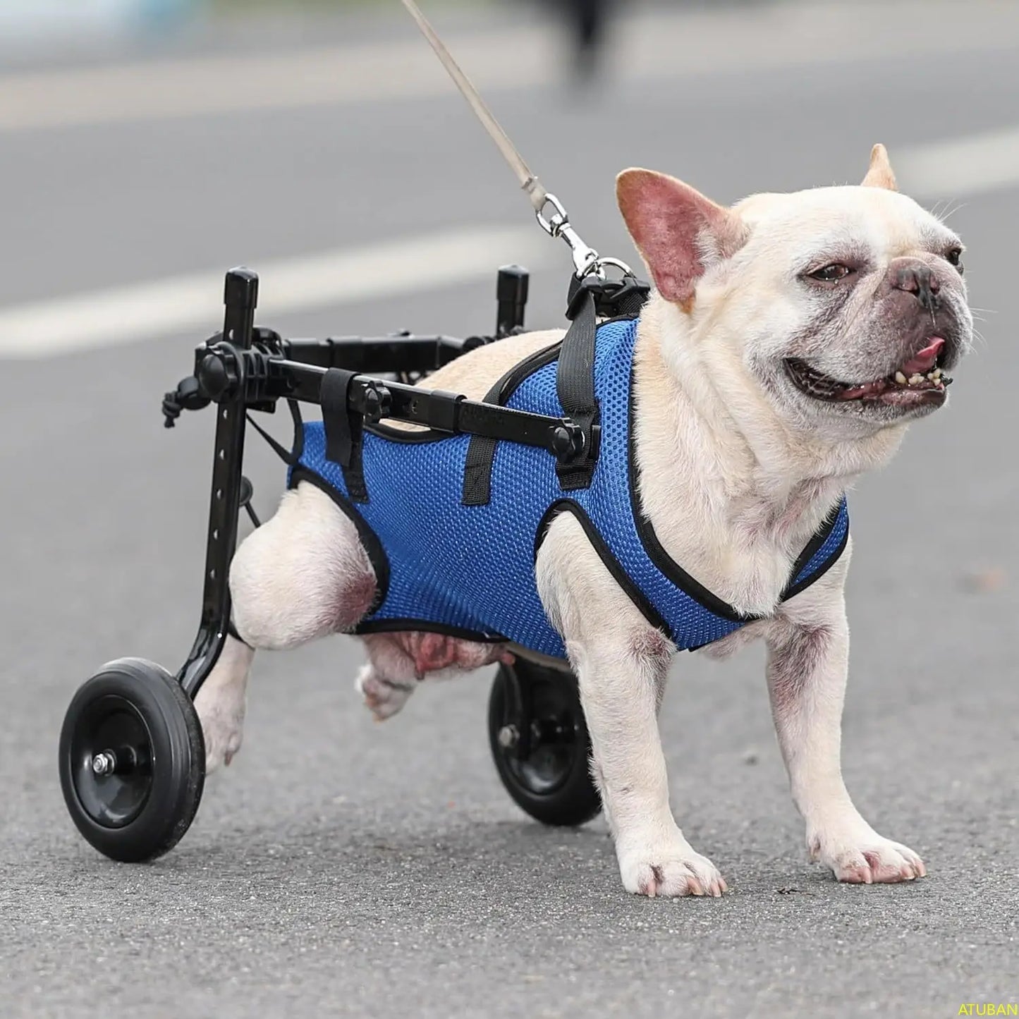 Mobility Aids for Disabled Pets Weighing 8-20 Pounds.